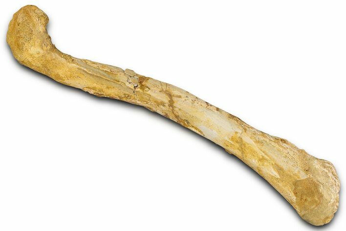 Fossil Theropod Dinosaur (Abelisaurid) Femur - Morocco #354020